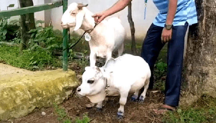 বিশ্বের সবচেয়ে ছোট গরু বাংলাদেশে বিশ্বের সবচেয়ে ছোট গরু বাংলাদেশে