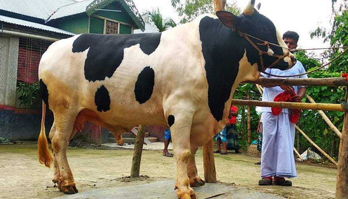 কোরবানির গরু ‘হিরো আলম’! কোরবানির গরু ‘হিরো আলম’!