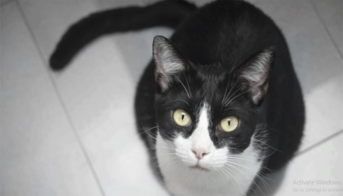 এবার যুক্তরাষ্ট্রে বিড়ালের করোনা এবার যুক্তরাষ্ট্রে বিড়ালের করোনা