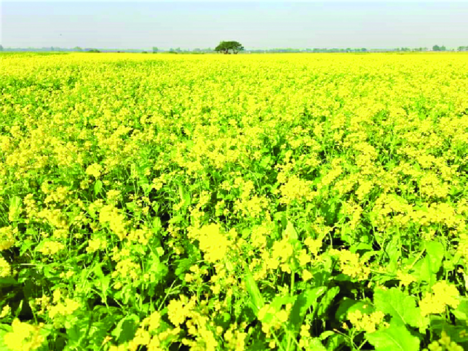 টাঙ্গাইলে সরিষা ফুলের সৌন্দর্যে মুগ্ধ কৃষক টাঙ্গাইলে সরিষা ফুলের সৌন্দর্যে মুগ্ধ কৃষক