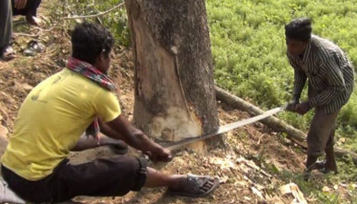 ব্যক্তি মালিকানা গাছ কাটতে লাগবে সরকারের অনুমতি ব্যক্তি মালিকানা গাছ কাটতে লাগবে সরকারের অনুমতি