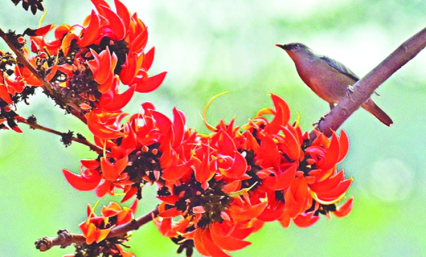 বসন্তের বার্তা