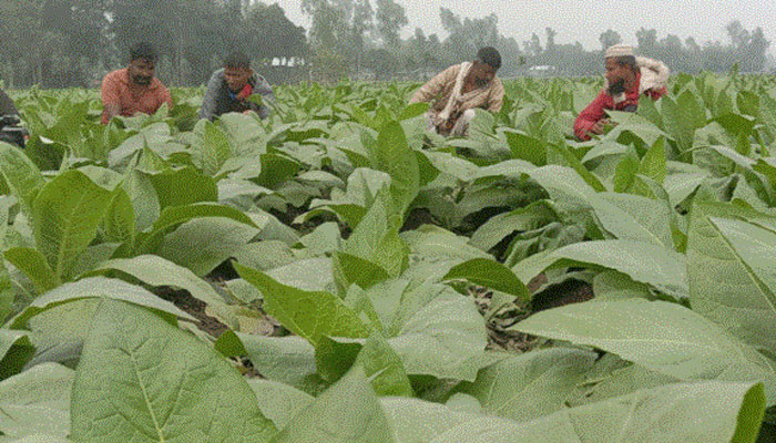 রংপুর অঞ্চলের তামাক চাষাবাদ কমছেনা রংপুর অঞ্চলের তামাক চাষাবাদ কমছেনা
