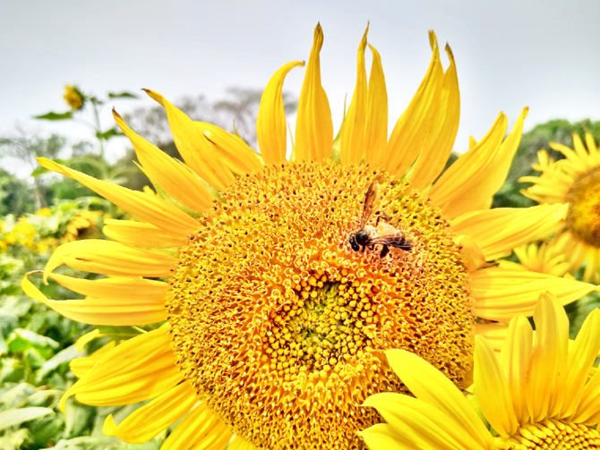 বাতাসে বহিছে প্রেম বাতাসে বহিছে প্রেম
