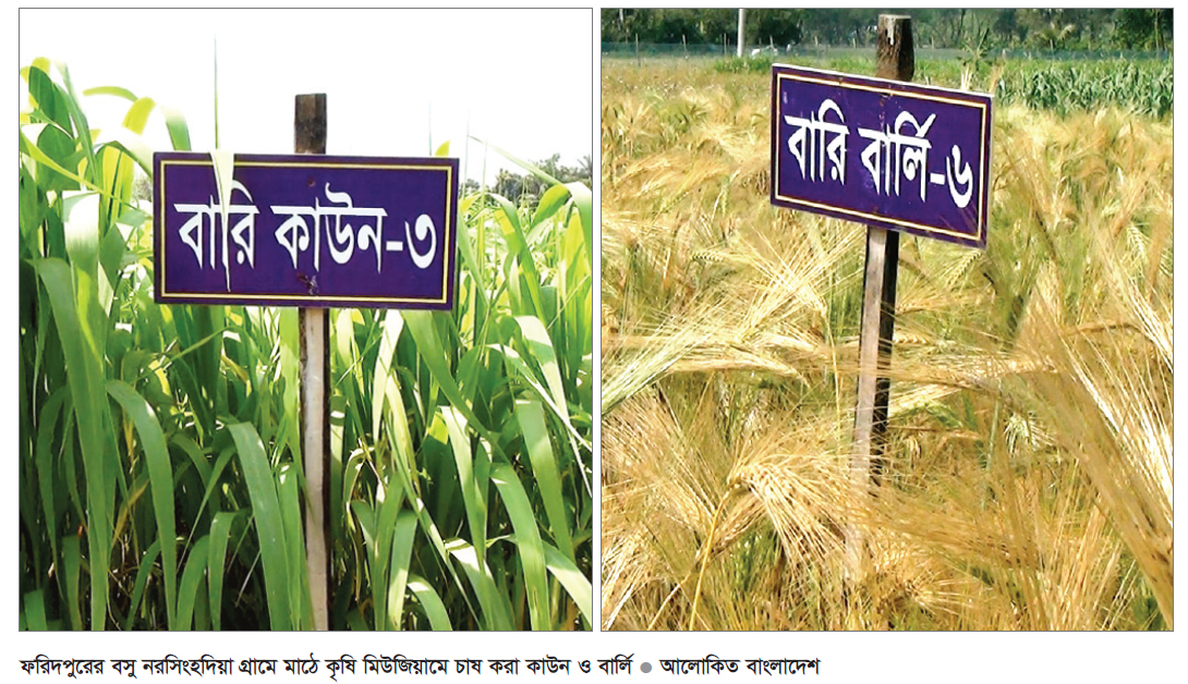 ফরিদপুরে কাউন ও বার্লি চাষ ফরিদপুরে কাউন ও বার্লি চাষ