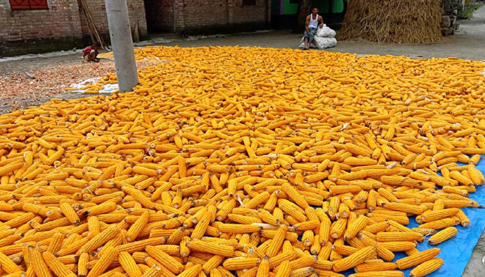 রংপুরে ভুট্টার বাম্পার ফলন, দামে দ্বিগুন হওয়ায় কৃষকের মুখে হাসি রংপুরে ভুট্টার বাম্পার ফলন, দামে দ্বিগুন হওয়ায় কৃষকের মুখে হাসি