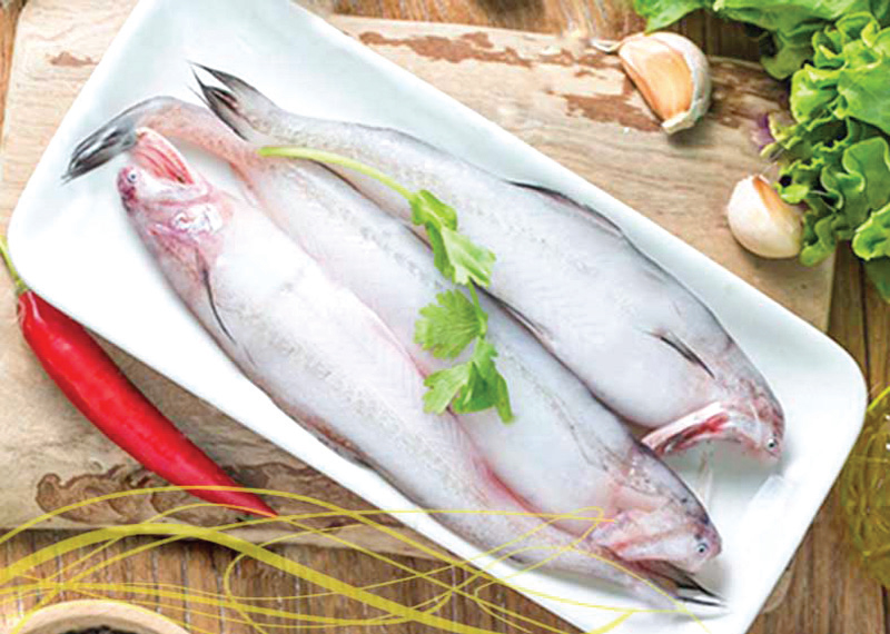 লইট্টা মাছ কেন খাবেন? লইট্টা মাছ কেন খাবেন?