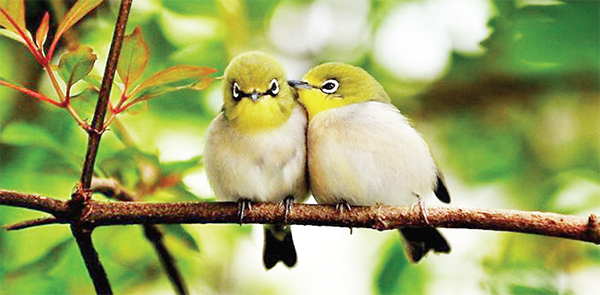 ইসলামে পশু-পাখির অধিকার ইসলামে পশু-পাখির অধিকার