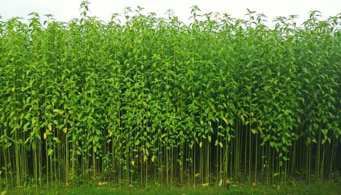 নান্দাইলে পাটের বাম্পার ফলন, কৃষকের মুখে হাঁসি নান্দাইলে পাটের বাম্পার ফলন, কৃষকের মুখে হাঁসি