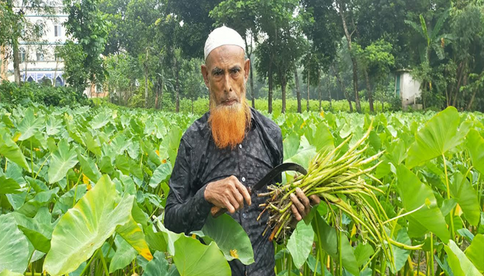 কচুর লতি চাষ করে স্বাবলম্বী জামাল উদ্দিন কচুর লতি চাষ করে স্বাবলম্বী জামাল উদ্দিন