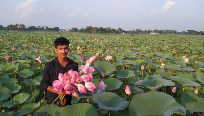 নান্দাইলে পদ্ম ফুলের সৌন্দর্যে মুখরিত বড়বড়িয়া বিল, বাড়ছে দর্শনার্থীদের ভীর নান্দাইলে পদ্ম ফুলের সৌন্দর্যে মুখরিত বড়বড়িয়া বিল, বাড়ছে দর্শনার্থীদের ভীর