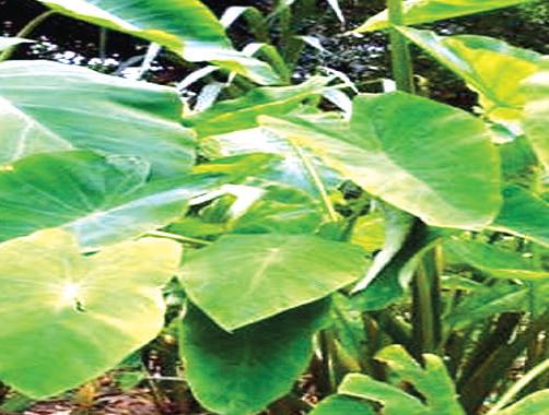 কচু শাকের উপকারিতা