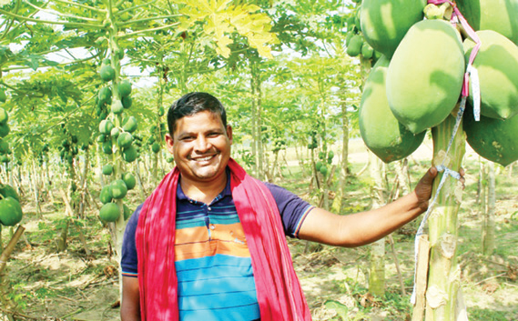 পেঁপে চাষে স্বাবলম্বী পেঁপে চাষে স্বাবলম্বী