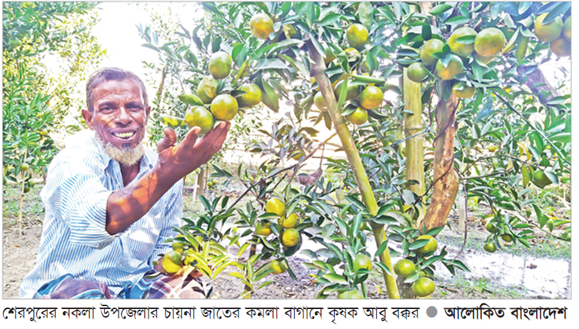 নকলার মাটি কমলা চাষের উপযোগী নকলার মাটি কমলা চাষের উপযোগী