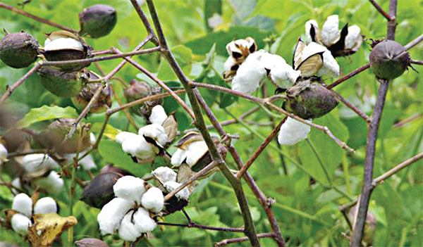 তুলার তেল : ভোজ্যতেলের গুরুত্বপূর্ণ উৎস তুলার তেল : ভোজ্যতেলের গুরুত্বপূর্ণ উৎস