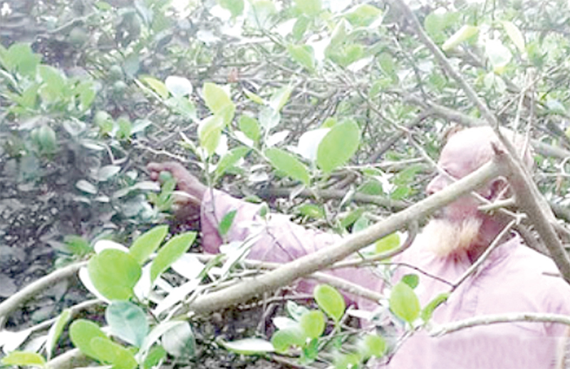 বাড়ির উঠানে লেবু চাষ করে সাফল্য বাড়ির উঠানে লেবু চাষ করে সাফল্য