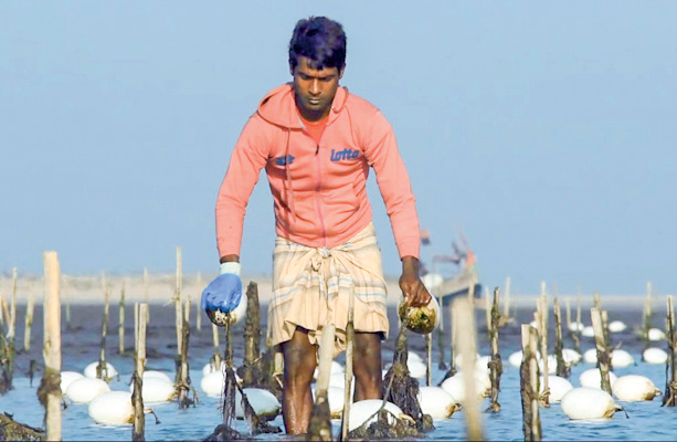 রপ্তানিতে সম্ভাবনার দুয়ার শৈবাল চাষে সাফল্য রপ্তানিতে সম্ভাবনার দুয়ার শৈবাল চাষে সাফল্য