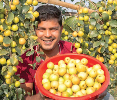 ফল চাষে সফল রবিউল ফল চাষে সফল রবিউল