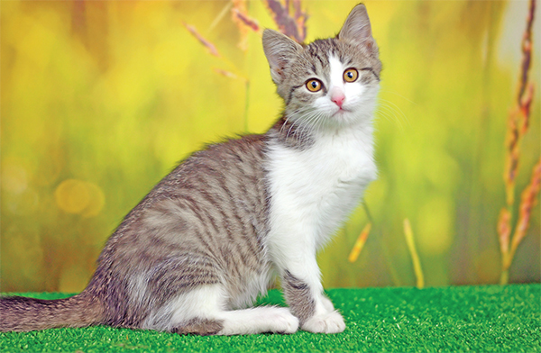 ইসলামি সংস্কৃতিতে বিড়াল ইসলামি সংস্কৃতিতে বিড়াল