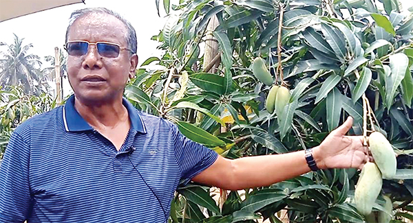 ৪৭ জাতের বিদেশি আম চাষে সফল হেলাল উদ্দিন ৪৭ জাতের বিদেশি আম চাষে সফল হেলাল উদ্দিন