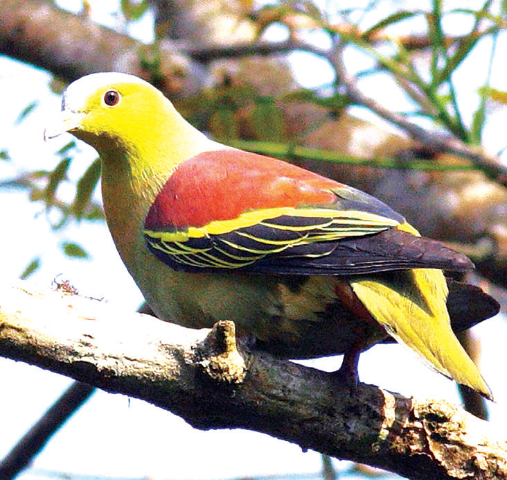 ঘুঘু ঘুঘু