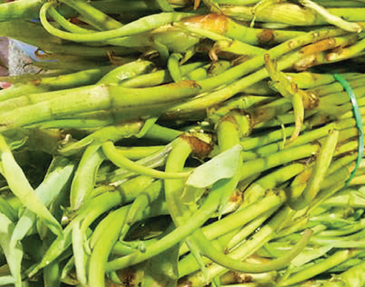 কোষ্ঠকাঠিন্য দূর করে কচুর লতি কোষ্ঠকাঠিন্য দূর করে কচুর লতি