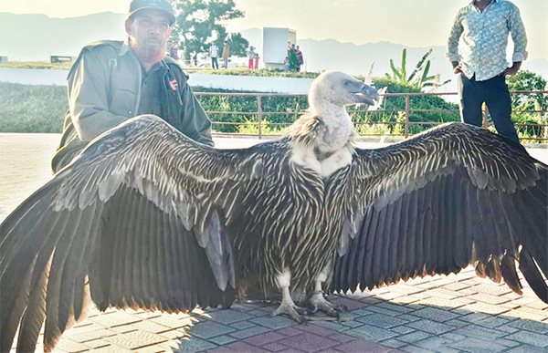 বিরল প্রজাতির শকুন অবমুক্ত বিরল প্রজাতির শকুন অবমুক্ত