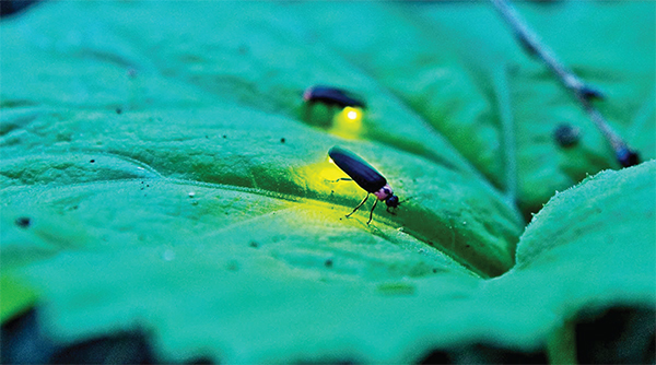 নিভে যাচ্ছে জোনাকির আলো নিভে যাচ্ছে জোনাকির আলো