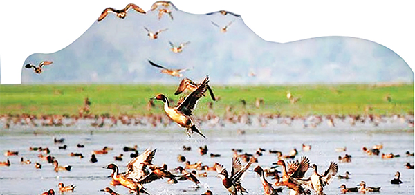 অতিথি পাখি নৈসর্গিক শোভা অতিথি পাখি নৈসর্গিক শোভা