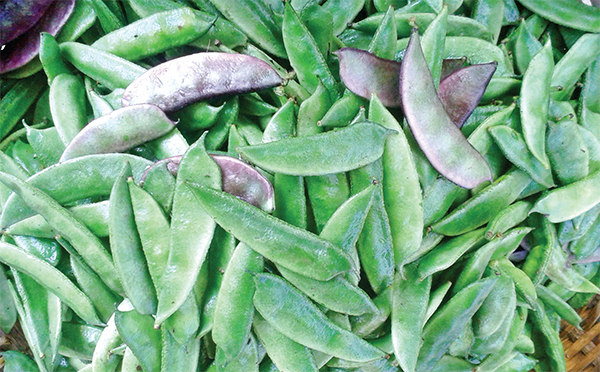 শিম বিক্রি করে লাখ টাকা আয় শিম বিক্রি করে লাখ টাকা আয়
