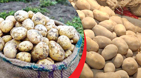 জয়পুরহাটে ভরা মৌসুমেও আলুর দাম বাড়তি জয়পুরহাটে ভরা মৌসুমেও আলুর দাম বাড়তি