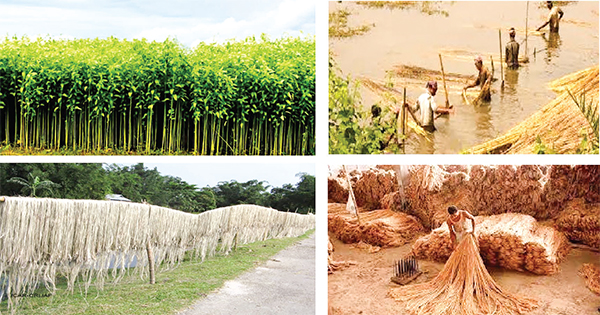 ১০ বছরে পাটের উৎপাদন বেড়েছে ৩৩ লাখ বেল ১০ বছরে পাটের উৎপাদন বেড়েছে ৩৩ লাখ বেল