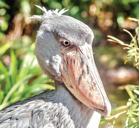 কুমিরের বাচ্চা নিমিষেই গিলে ফেলে পাখি! কুমিরের বাচ্চা নিমিষেই গিলে ফেলে পাখি!