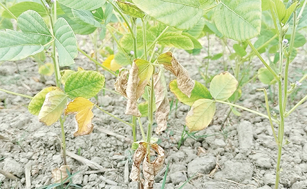 লবণাক্ততায় ঝলসে যাচ্ছে সয়াবিনের চারা লবণাক্ততায় ঝলসে যাচ্ছে সয়াবিনের চারা