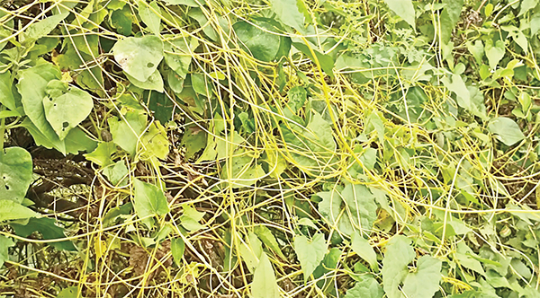 বিলুপ্তির পথে স্বর্ণলতা বিলুপ্তির পথে স্বর্ণলতা