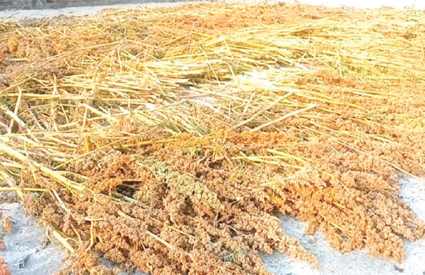 কিনোয়া চাষে সফল প্রবাসী রাজু কিনোয়া চাষে সফল প্রবাসী রাজু