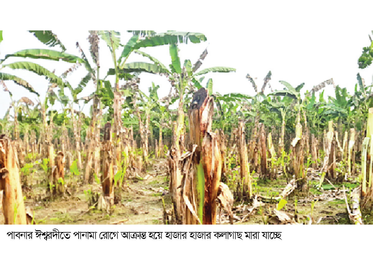 পানামা রোগে মরছে হাজার হাজার কলাগাছ