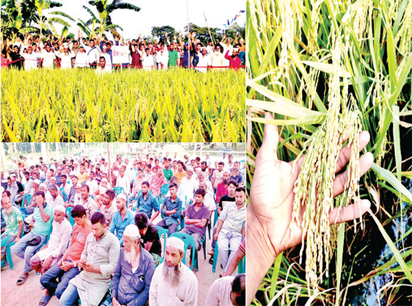হাইব্রিডে বিপ্লব এনেছে হীরা ধান হাইব্রিডে বিপ্লব এনেছে হীরা ধান