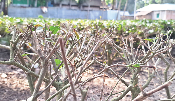 তীব্র খরায় উত্তরাঞ্চলের চায়ের উৎপাদন নিয়ে শঙ্কা তীব্র খরায় উত্তরাঞ্চলের চায়ের উৎপাদন নিয়ে শঙ্কা