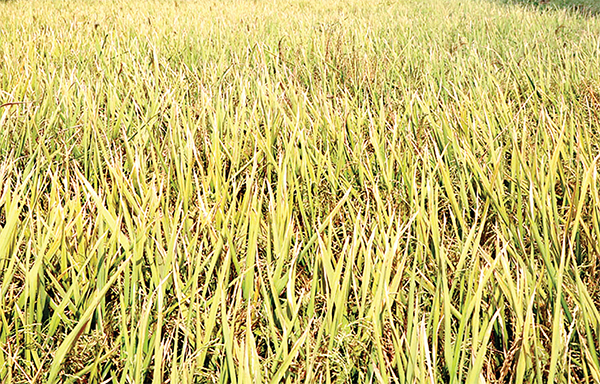 রাজশাহী অঞ্চলে বোরো ধানে চিটার শঙ্কা! রাজশাহী অঞ্চলে বোরো ধানে চিটার শঙ্কা!