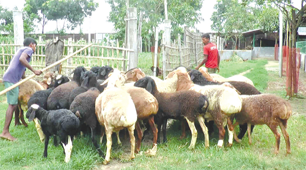 দিনাজপুরে মরুর প্রাণী দুম্বার খামার দিনাজপুরে মরুর প্রাণী দুম্বার খামার