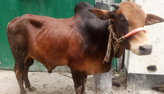 কোরবানির দিনের গুরুত্বপূর্ণ আমল কোরবানির দিনের গুরুত্বপূর্ণ আমল