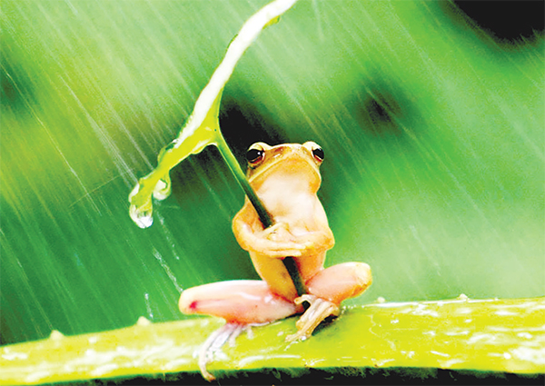 বিলুপ্তপ্রায় পশুপাখি বিলুপ্তপ্রায় পশুপাখি