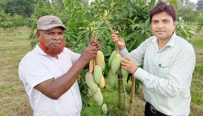 দিনাজপুরের ‘ব্যানানা আম’ দেশের গণ্ডি পেরিয়ে সুইজারল্যান্ডে