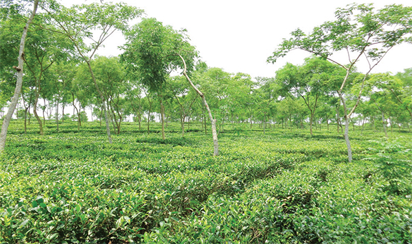 চা বাগানে বেতন বন্ধে শ্রমিকদের মানবেতর জীবন