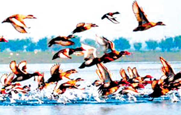 অতিথি পাখি প্রাকৃতিক সৌন্দর্য অতিথি পাখি প্রাকৃতিক সৌন্দর্য