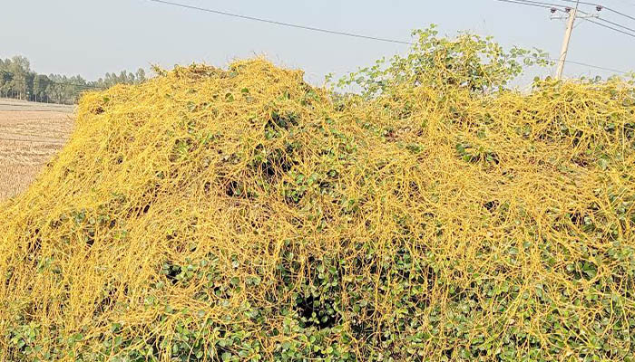 হারিয়ে যাচ্ছে স্বর্ণ লতিকা হারিয়ে যাচ্ছে স্বর্ণ লতিকা