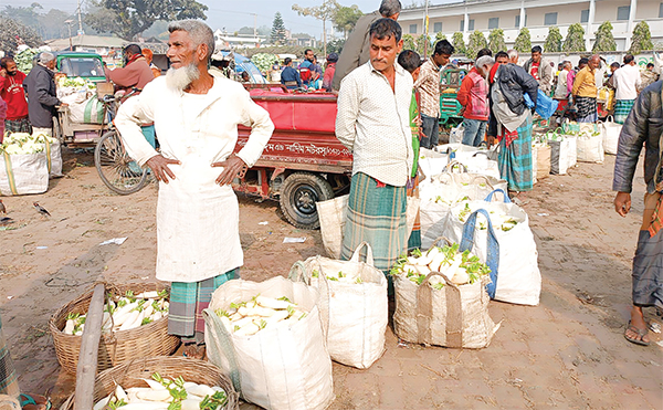 বগুড়ায় ফুলকপি ও মুলার কেজি ২ টাকা বগুড়ায় ফুলকপি ও মুলার কেজি ২ টাকা