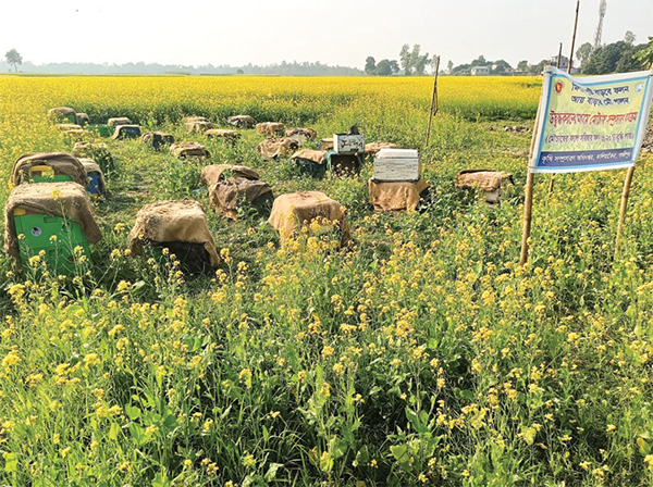 সরিষা খেতে মৌচাষে লাভ বেশি