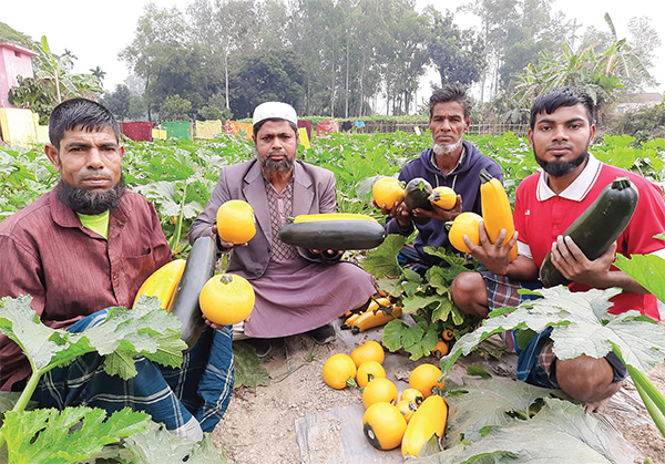 স্কোয়াশ চাষে লাভবান কৃষক